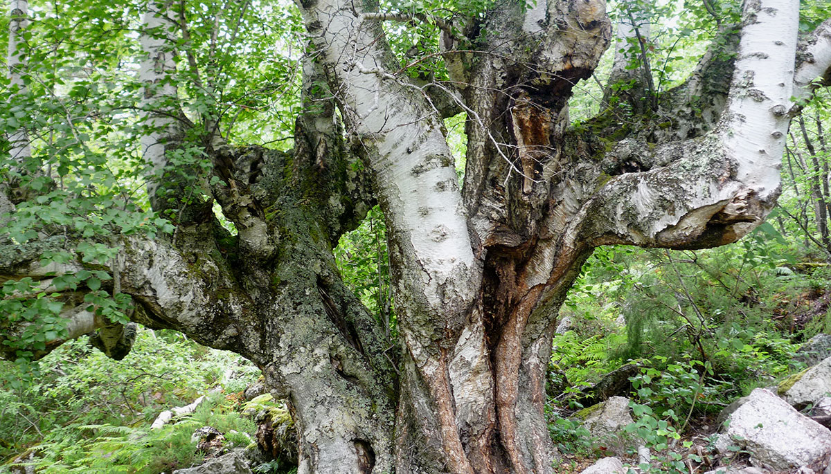 6 · The birch of La Dehesa del Rebollar (Meadows of Rebollar)