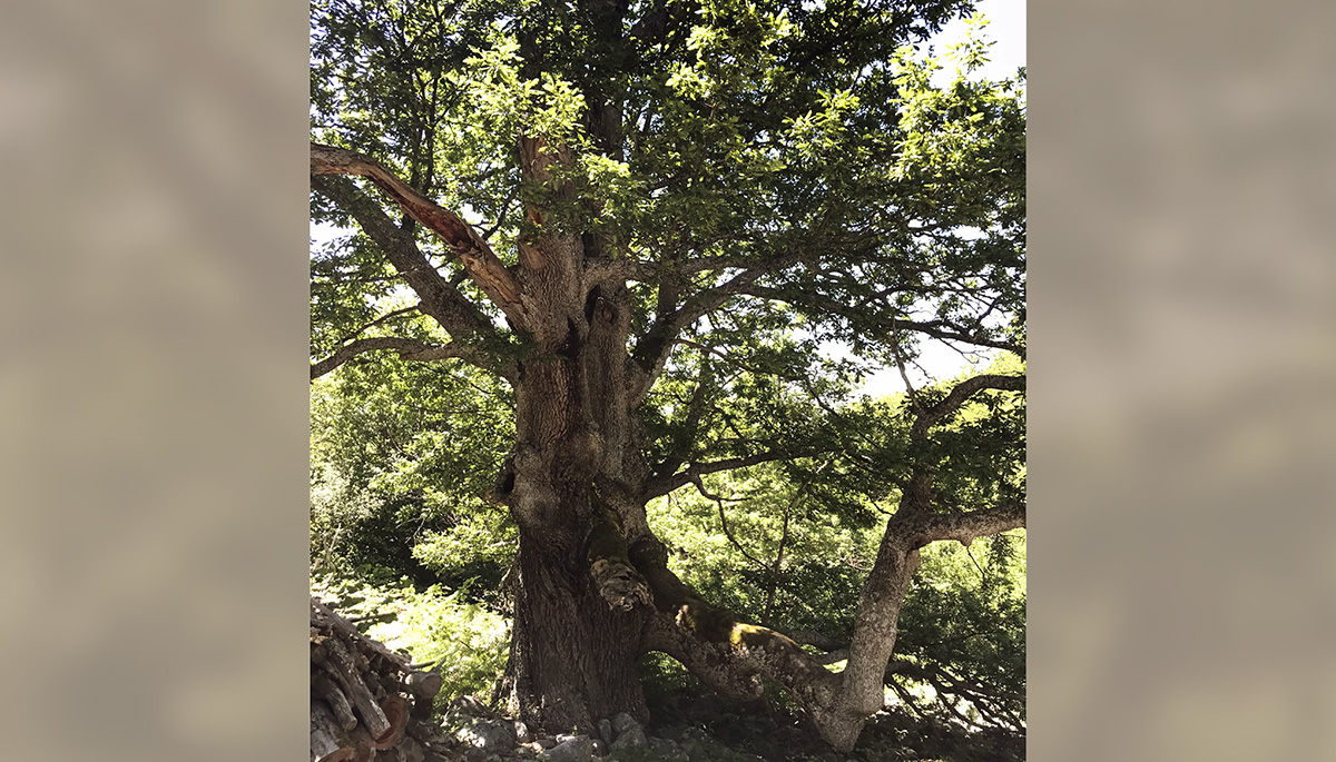 6 · The Oak tree